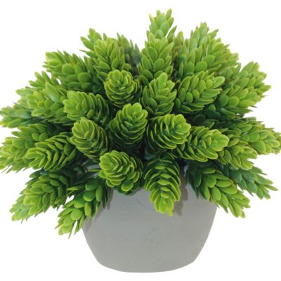 POTTED PINE BUSH 14CM