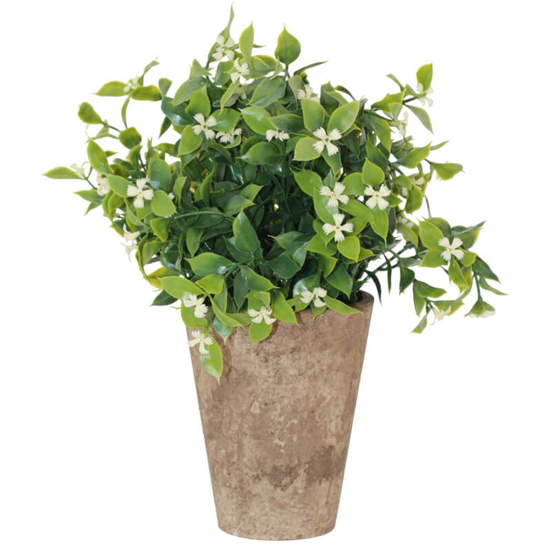 POTTED JASMIN 32CM