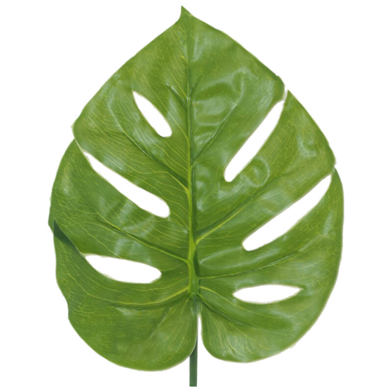 DELICIOUS MONST LIGHT LEAF21X17.5