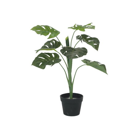 DELICIOUS MONSTER PLANT 60CM