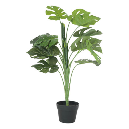 DELICIOUS MONSTER PLANT 90CM