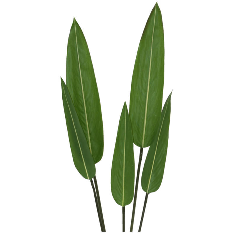SPEAR LEAF BUNCH 70CM