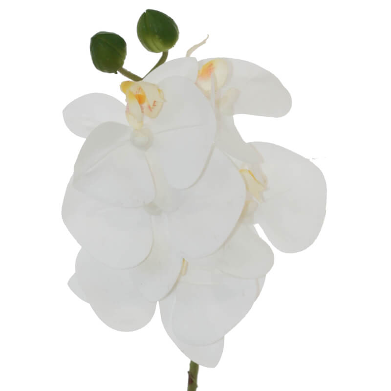 WHITE ORCHID 44CM