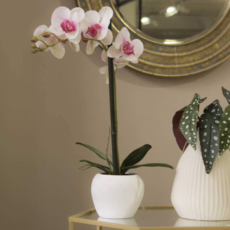 WHITE/PINK ORCHID 51CM - Image 2