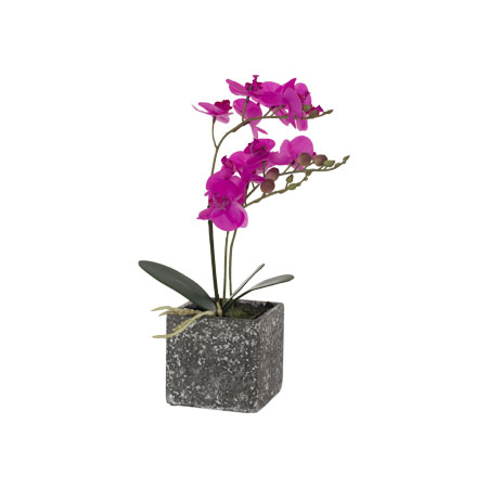 CERISE PINK ORCHID IN POT 36CM