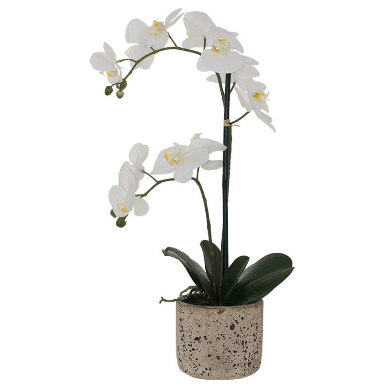 WHITE R/T ORCHID IN CEMENT POT 56