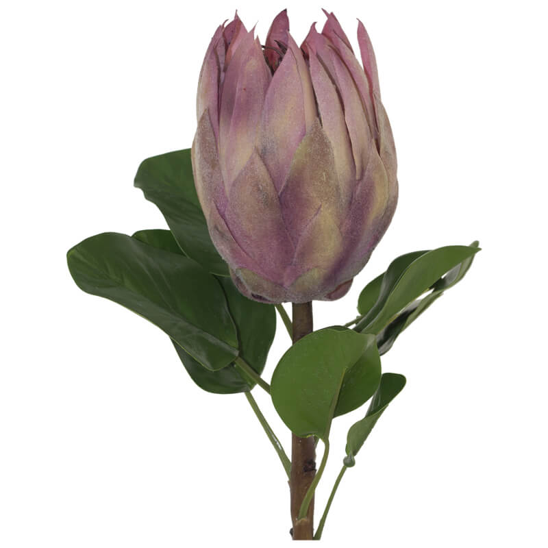 PINK MEDIUM PROTEA 67CM