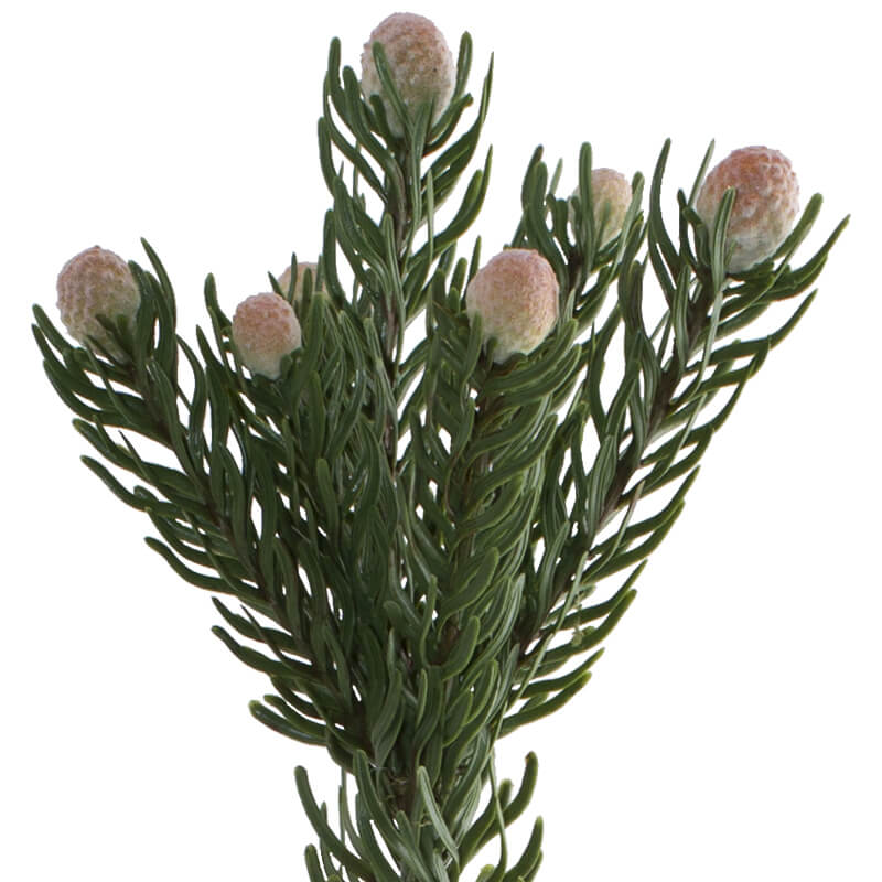 PINK SNOWBERRY FYNBOS 71CM