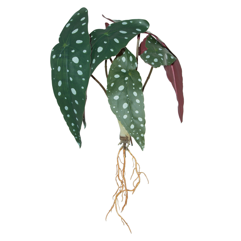 BAGONIA LEAF BUNCH 28CM
