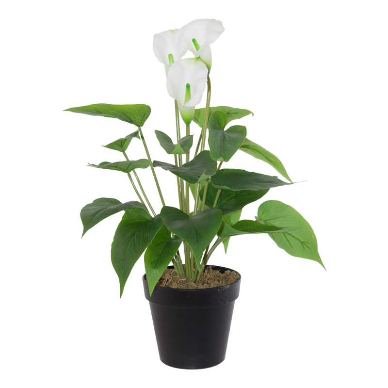 WHITE CALLA LILLY IN POT 45CM H