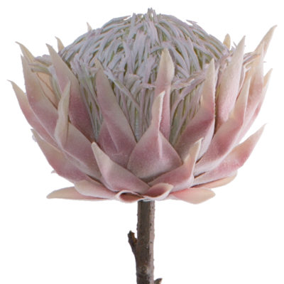 PINK PROTEA 67CM