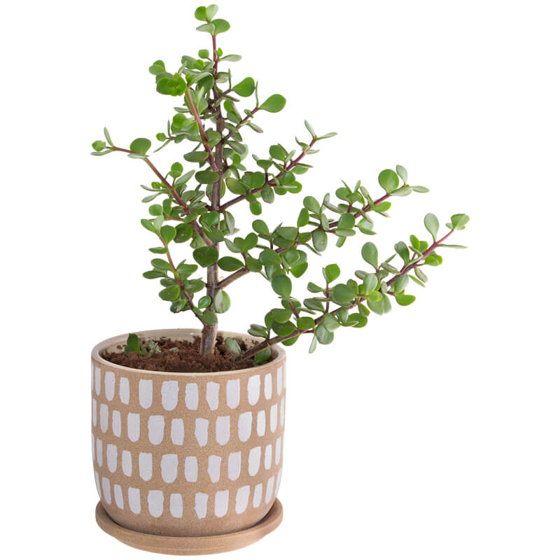 NATURAL WHITE SPOT POT 15 CM - Image 2