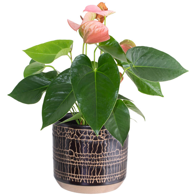 GOLD/BLACK POT 17 CM - Image 2