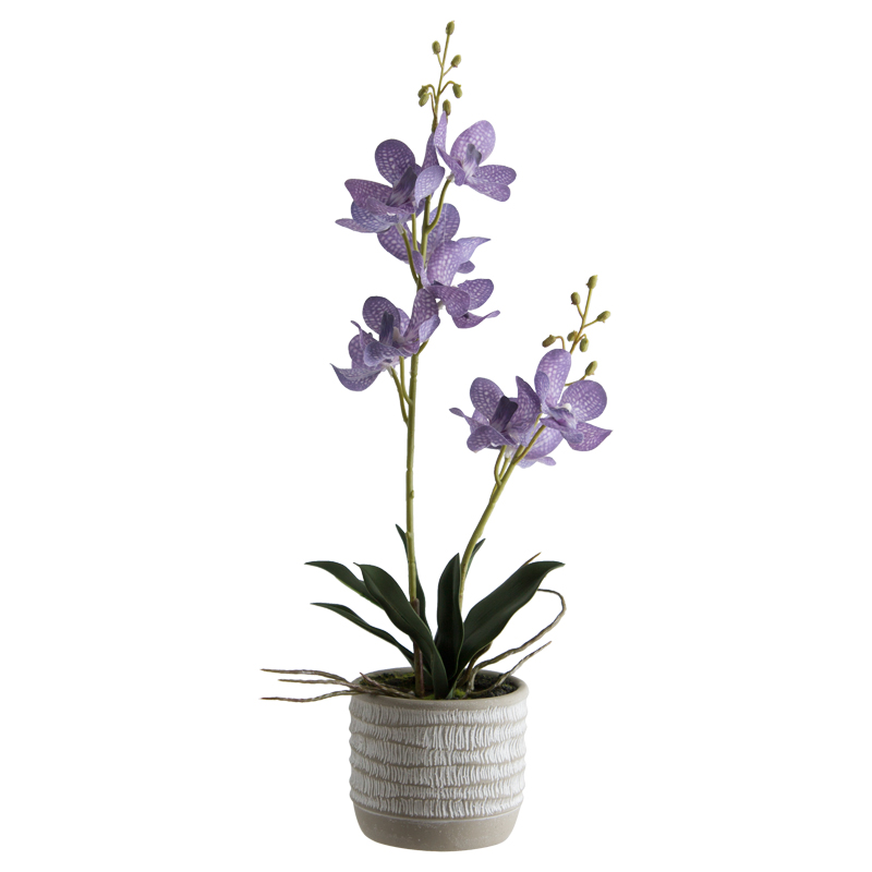 LAVENDER ASCOCENDA IN POT 48CM