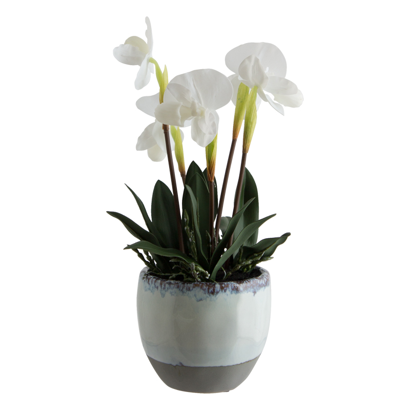 WHITE PAPHIOPEDILUM IN POT 36CM