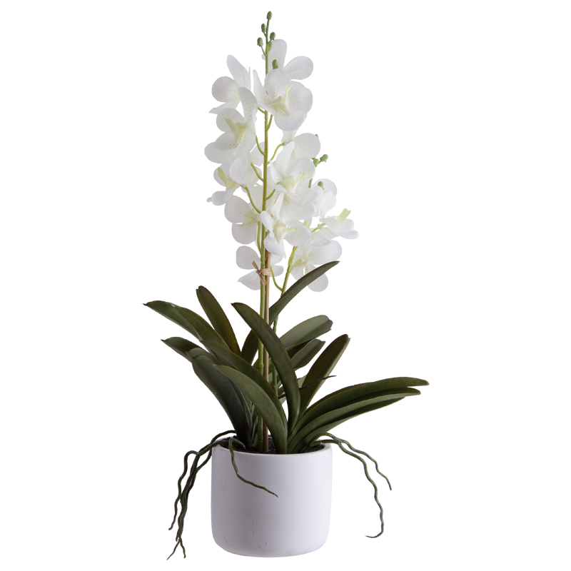 WHITE ASCOCENDA IN POT 56CM