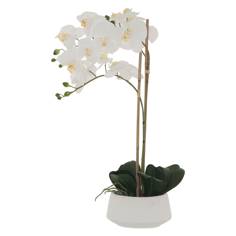 WHITE ORCHID IN WHITE POT 71CM