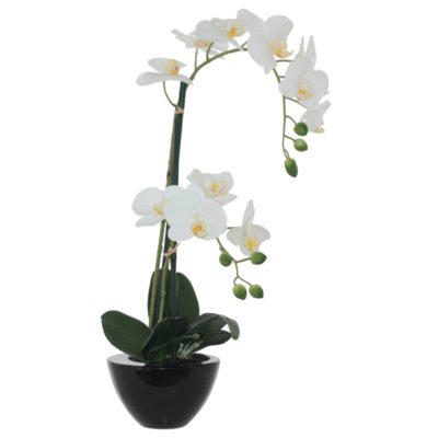 WHITE ORCHID IN BLACK POT 50CM