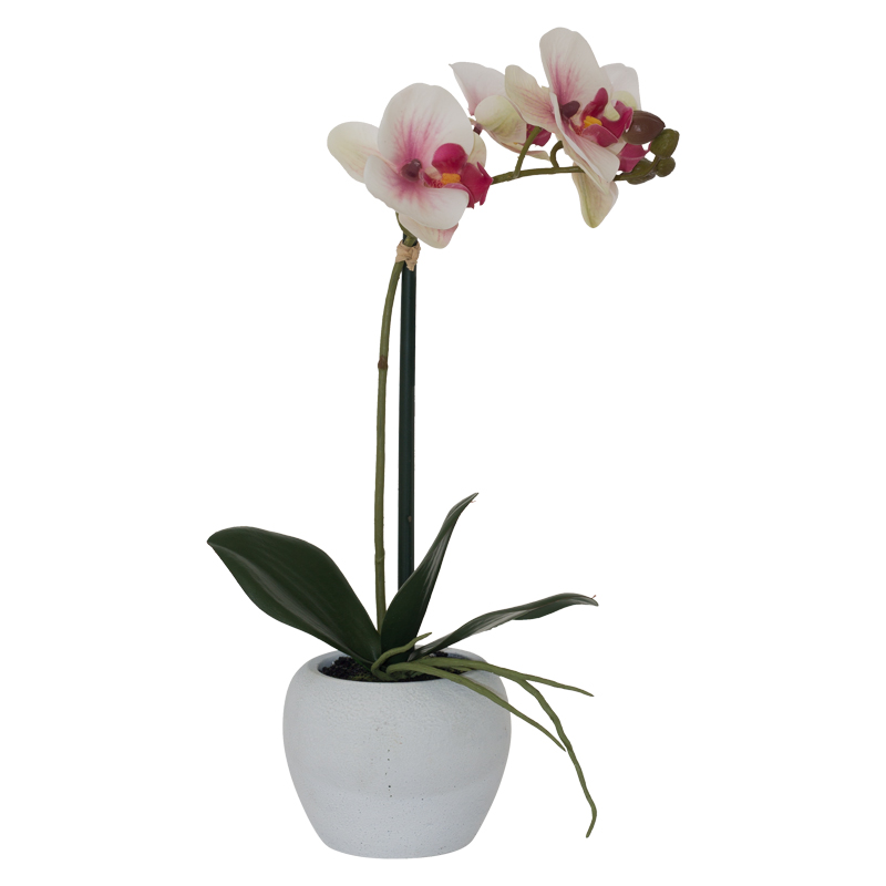 WHITE/PINK ORCHID 51CM