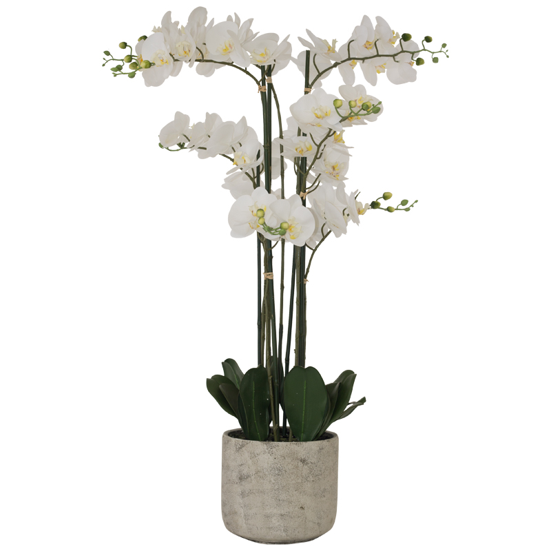 WHITE ORCHID 105CM