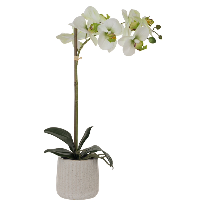 WHITE/GREEN ORCHID WHITE POT 48CM
