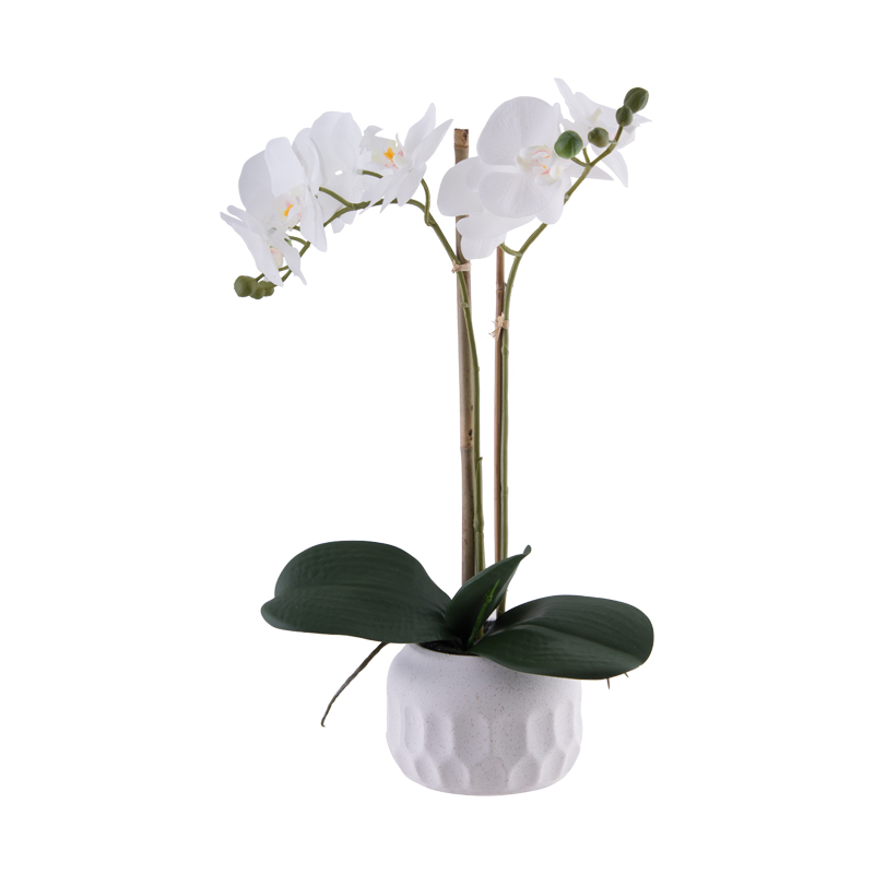 WHITE ORCHID IN POT 46CM