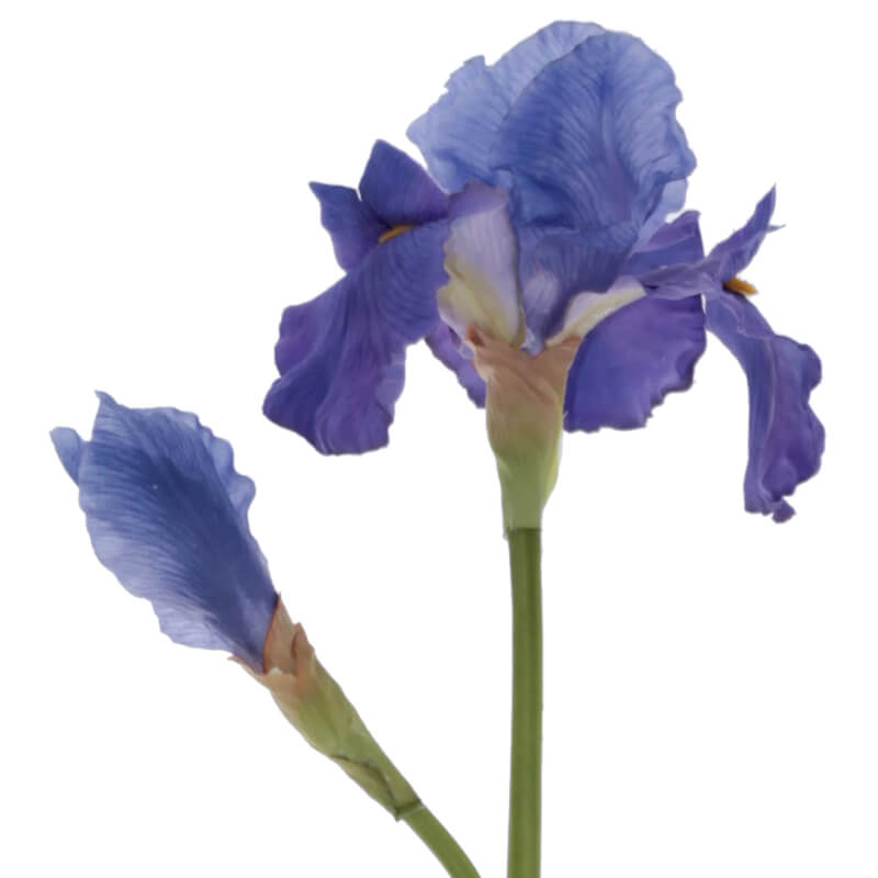 DARK BLUE IRIS 67CM