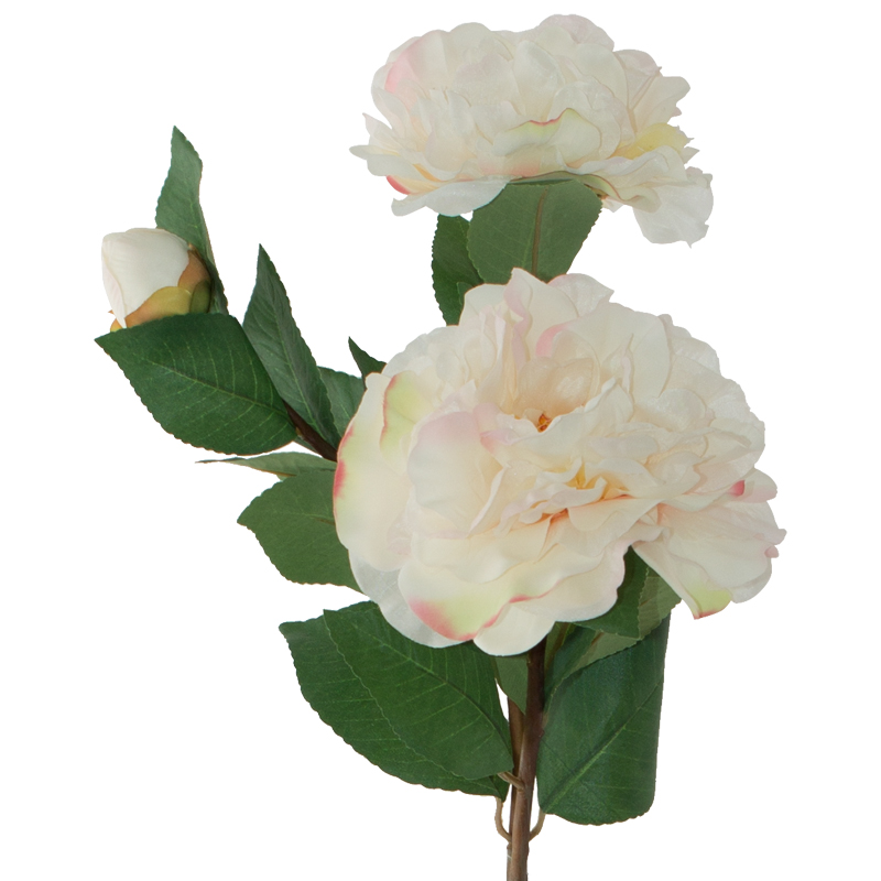 CREAM CAMELLIA 74CM