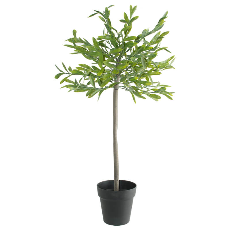 OLIVE TREE IN POT 80CM