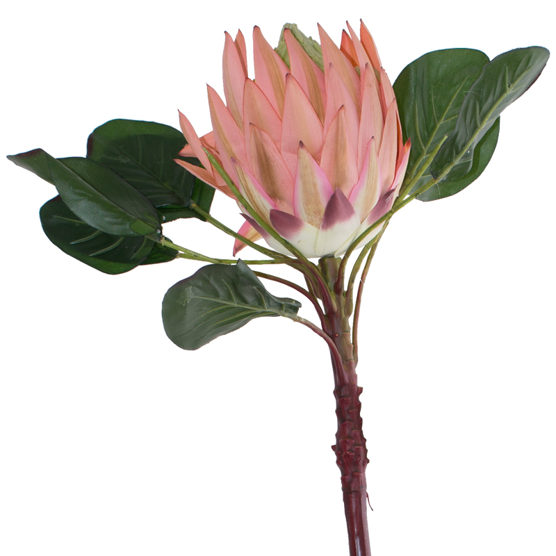 LIGHT PINK KING PROTEA 78CM