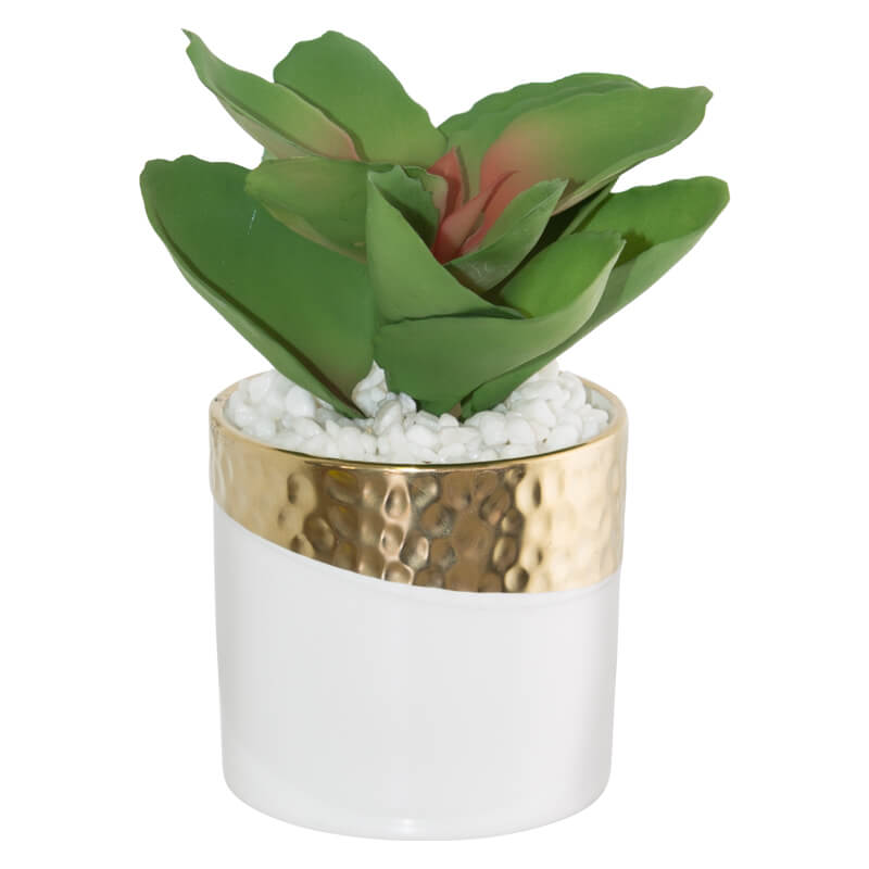 KALANCHOE IN POT 12X15CM