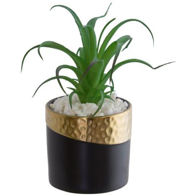 SKY PLANT IN POT 14X18CM