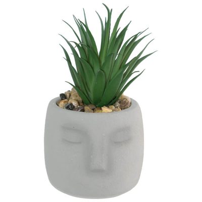 ALOE IN FACE POT 12X19CM