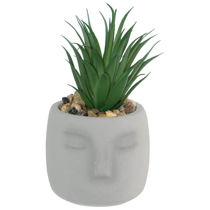 ALOE IN FACE POT 12X19CM