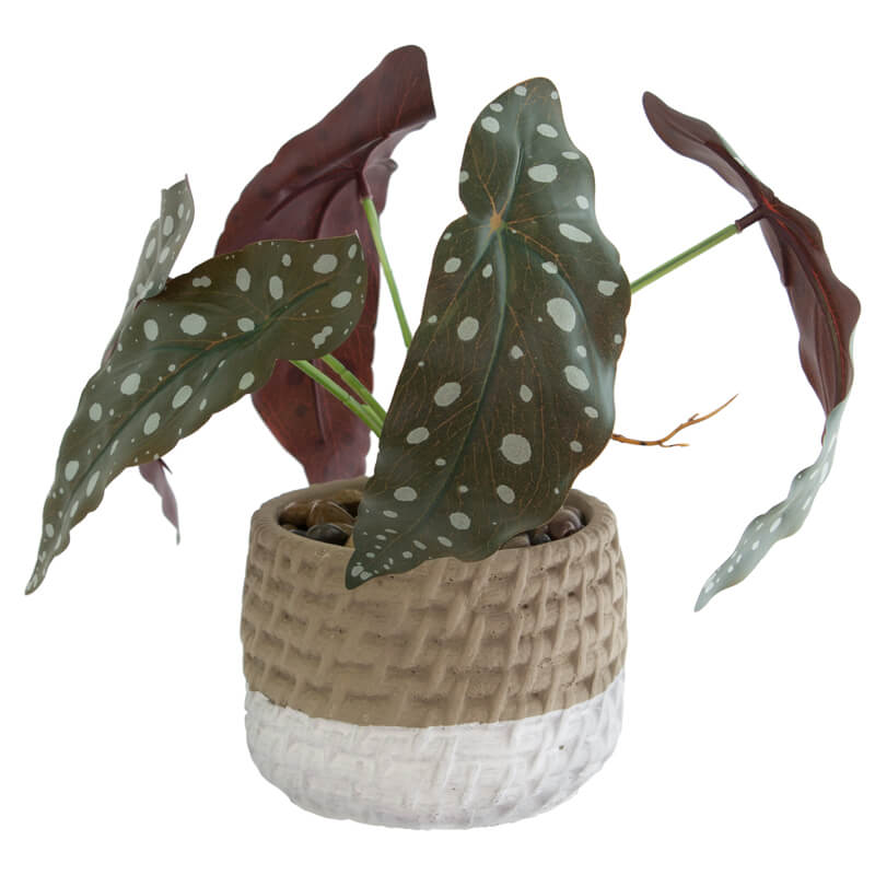 BEGONIA IN POT 13X34CM