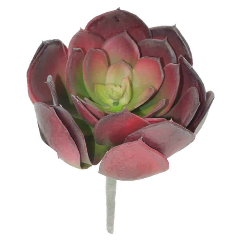 MAROON DESERT ROSE 19X20CM