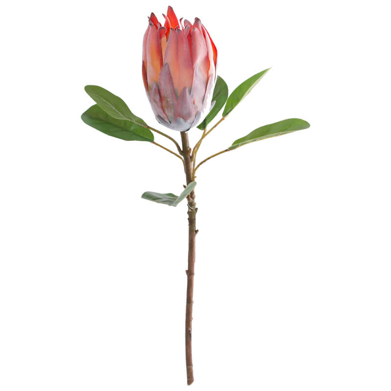 DARK PEACH PROTEA 57CM - Image 2
