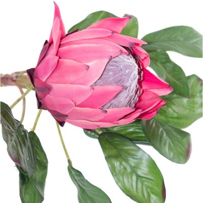 DARK PINK KING PROTEA 78CM