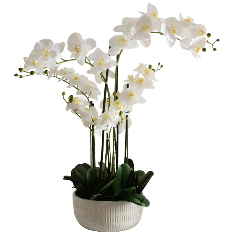 WHITE ORCHID IN FLAT POT 84CM
