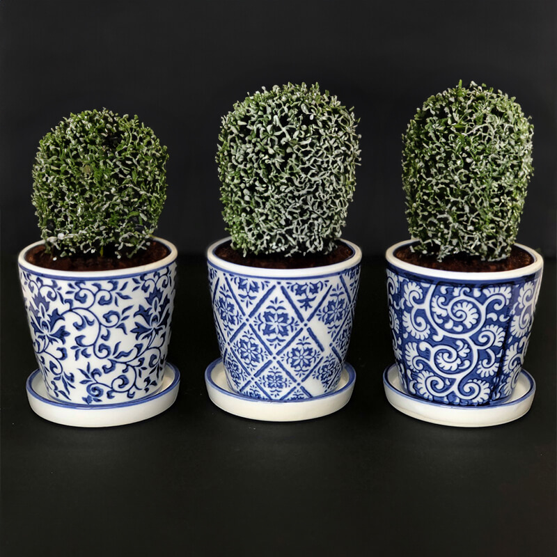 SMALL PLANTER MIXED 11CM - Image 2