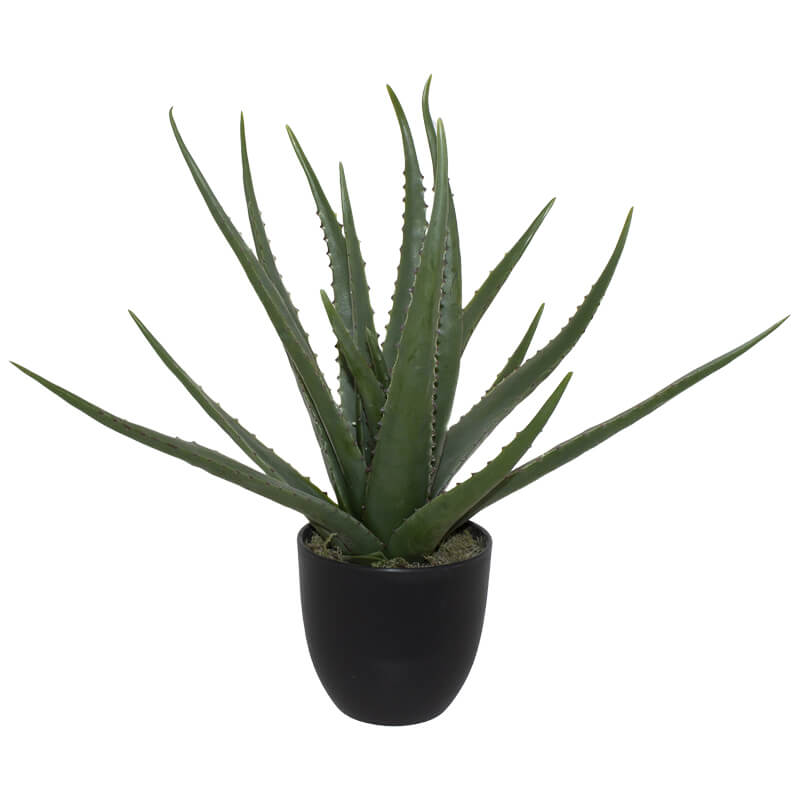 ALOE IN POT 47CM - Image 2