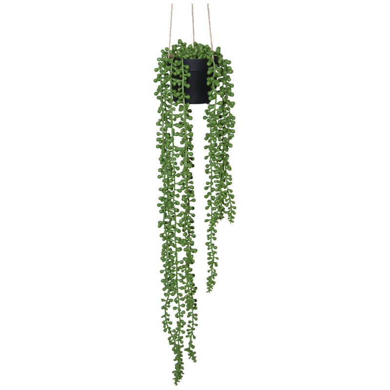 HANGING DONKEY TAIL IN POT 60CM
