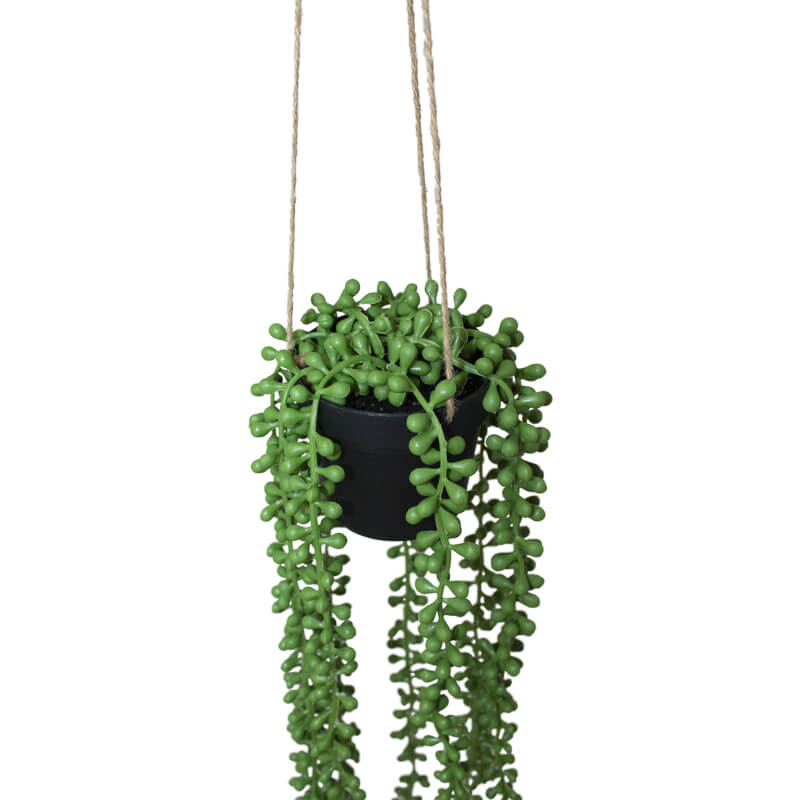 HANGING DONKEY TAIL IN POT 60CM - Image 3