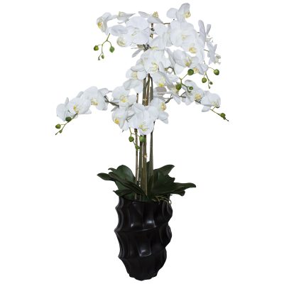 WHITE ORCHID IN BLACK POT 110CM