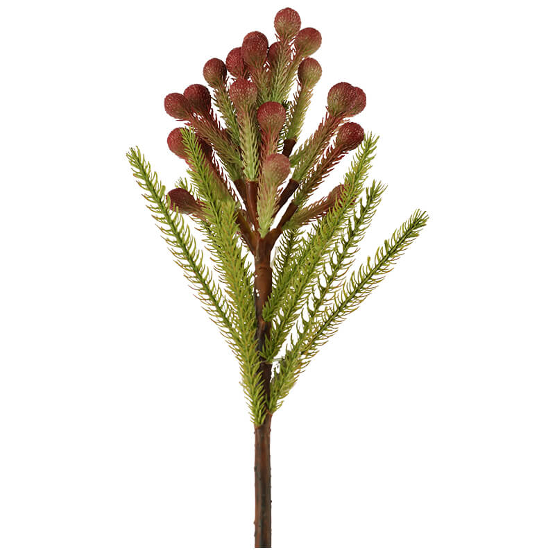 PINK SNOWBERRY FYNBOS 60CM