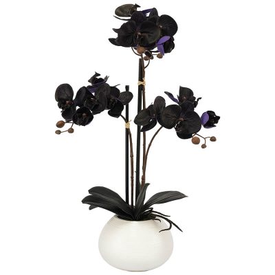 PURPLE BLACK ORCHID IN POT 56CM