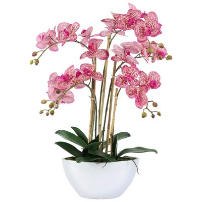 FUCHSIA ORCHID IN WHITE POT 66CM
