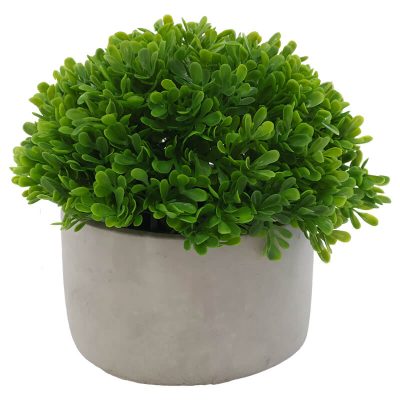 PEARL GRASS WITH CEMENT POT 19X20
