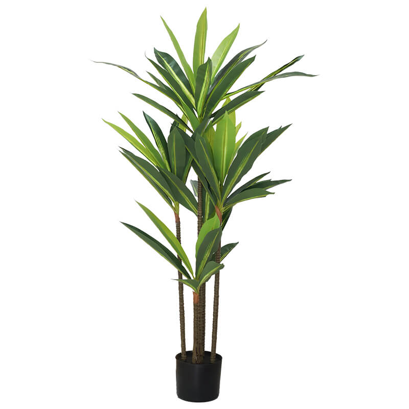 DRACAENA WITH PLASTIC POT 114CM