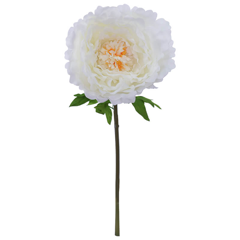 CREAM PEONY STEM 130CM HIGH 42CM DIAMETER